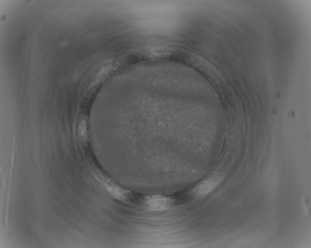 X0000076100336200610061713