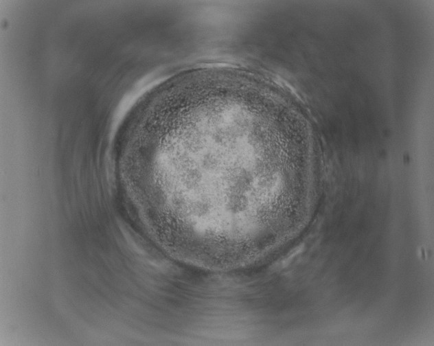 X0000076100343200610061712