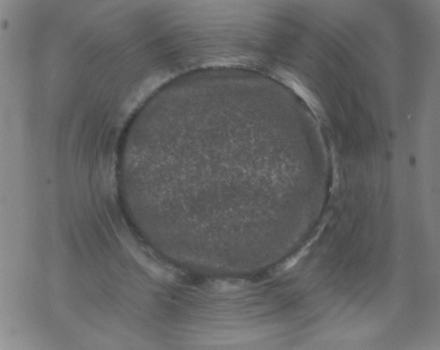 X0000076100346200610061712