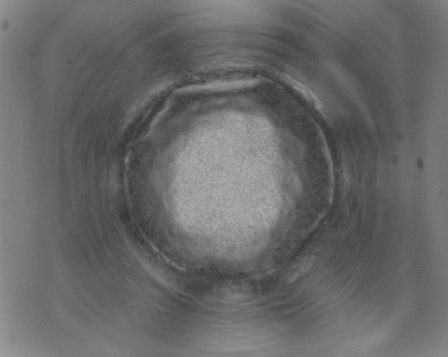 X0000076100353200610061712