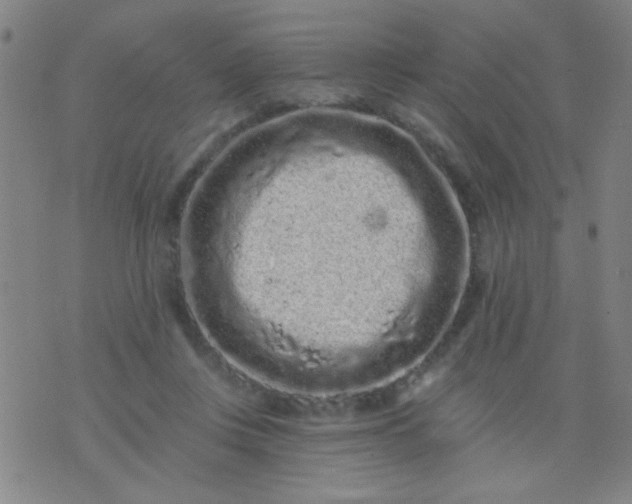 X0000076100359200610061712