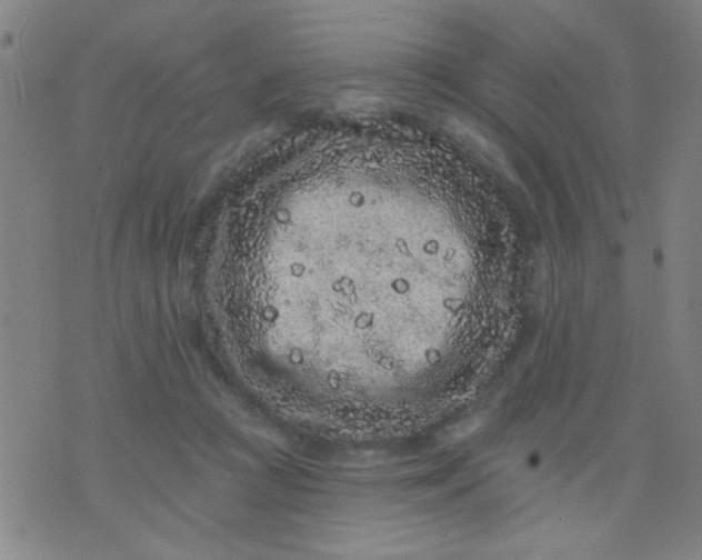 X0000076100361200610061712