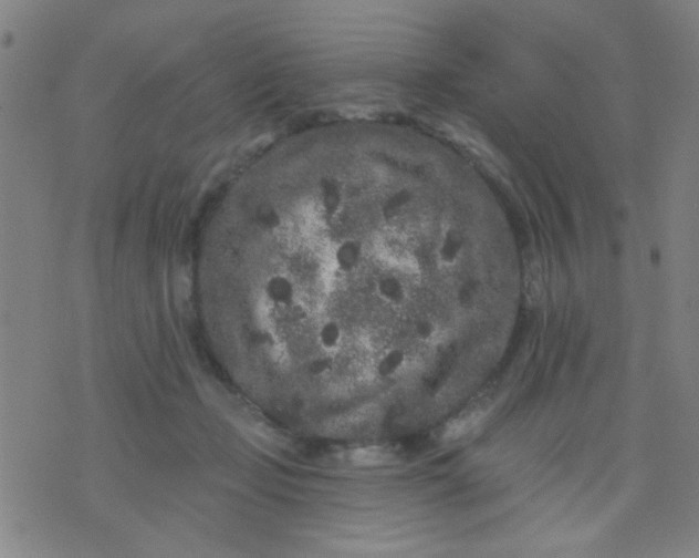 X0000076100365200610061712