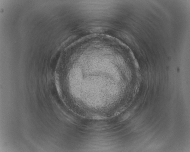 X0000076100367200610061712