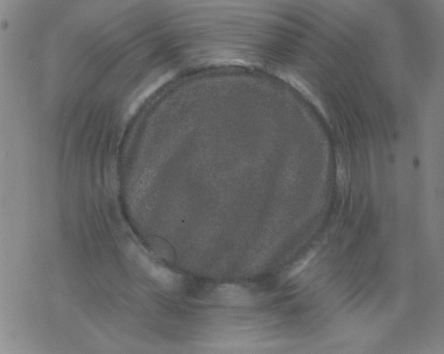 X0000076100390200610061712