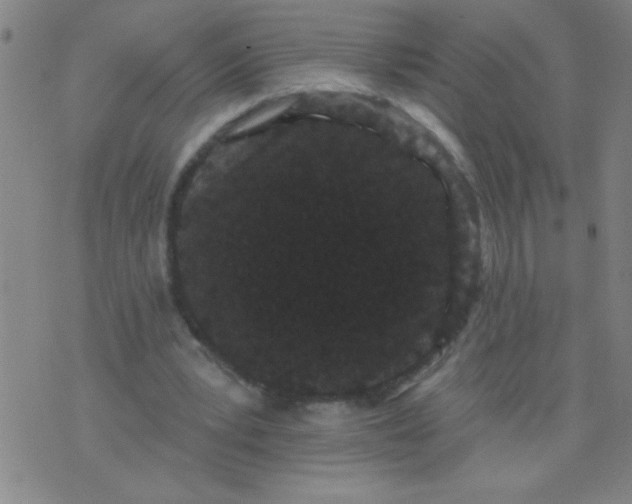 X0000076100391200610061712