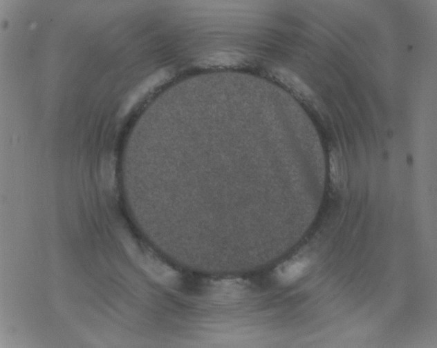 X0000076100396200610061712