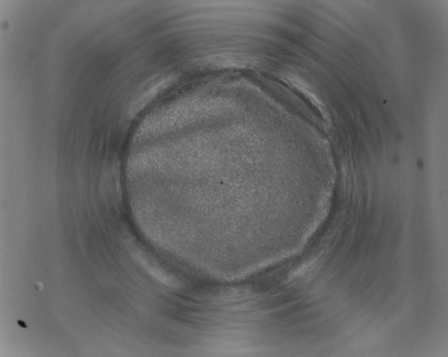 X0000076100398200610061712