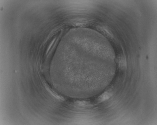 X0000076100408200610061712