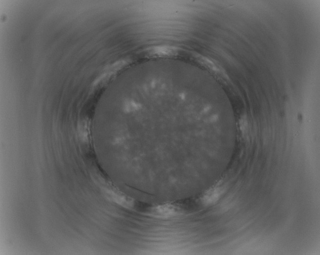 X0000076100423200610061711