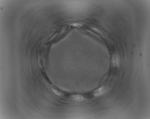 X0000076100424200610061711