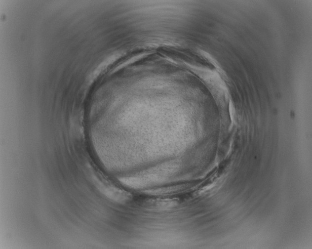 X0000076100443200610061710