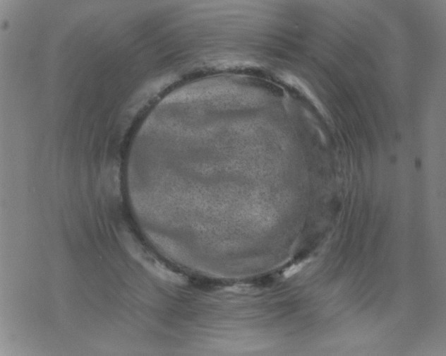 X0000076100447200610061711