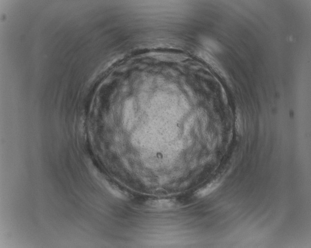 X0000076100449200610061711