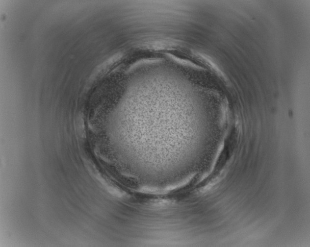 X0000076100453200610061711