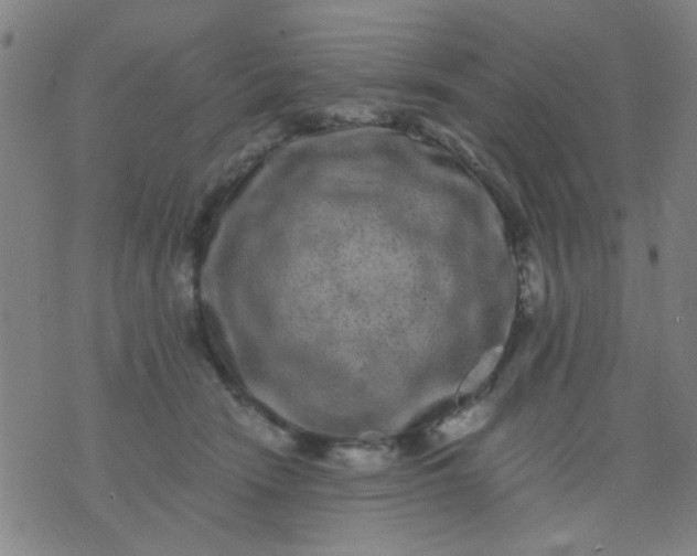 X0000076100466200610061711