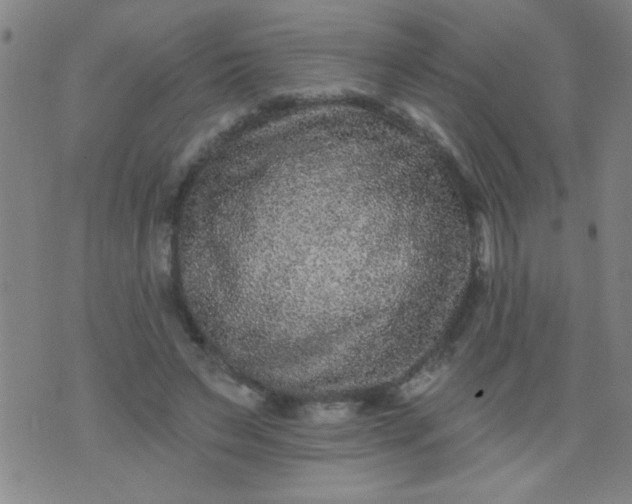 X0000076100495200610061710