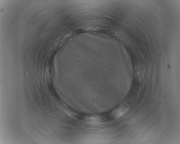 X0000076100506200610061710