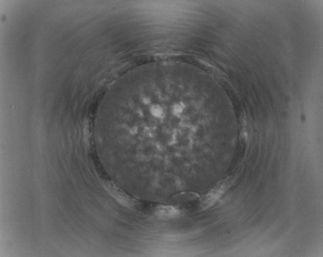 X0000076100519200610061710