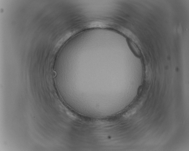 X0000076100529200610061709