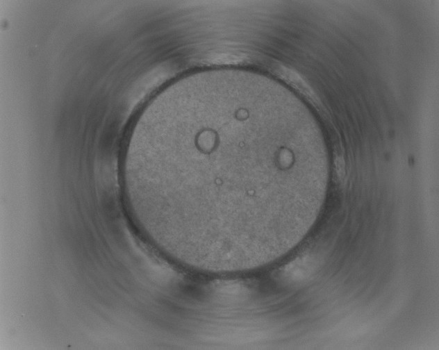 X0000076100534200610061709