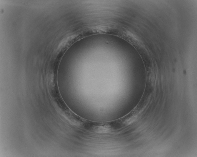 X0000076100548200610061709