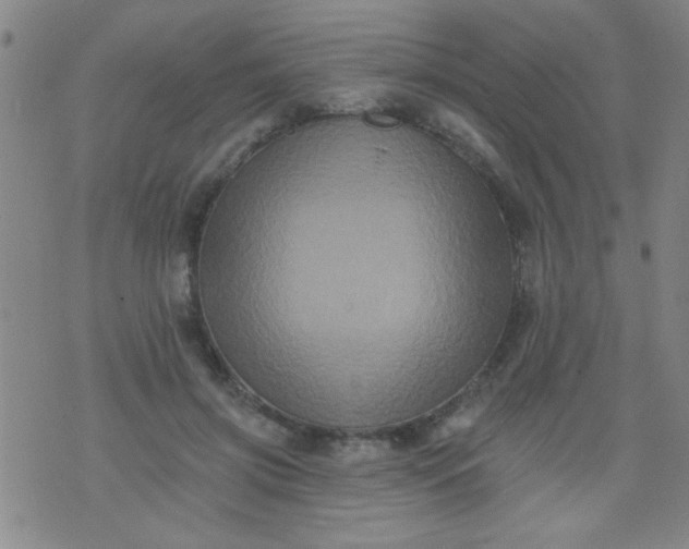 X0000076100549200610061709