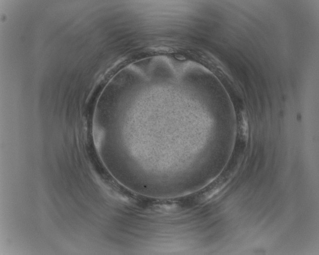 X0000076100552200610061709