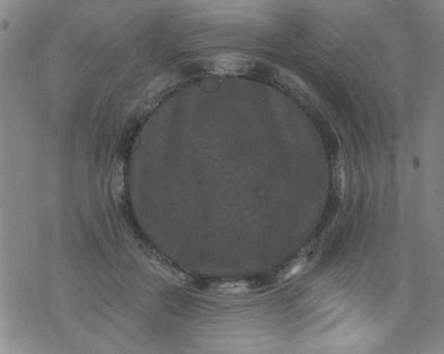 X0000076100554200610061709