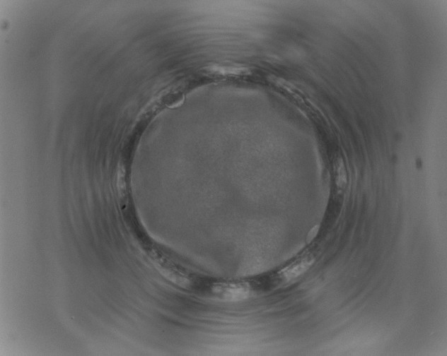 X0000076100559200610061709