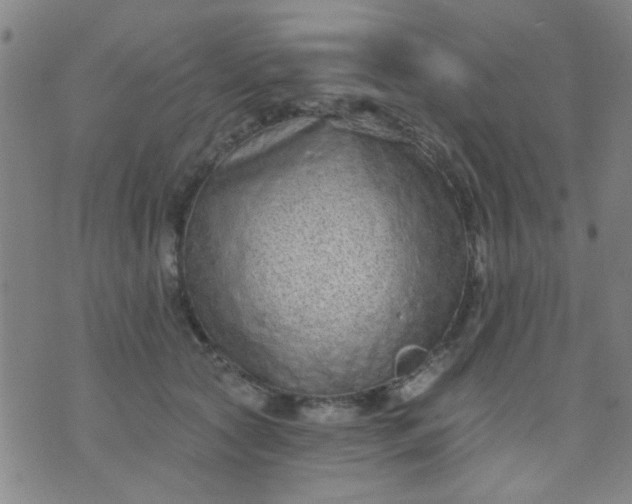 X0000076100561200610061709