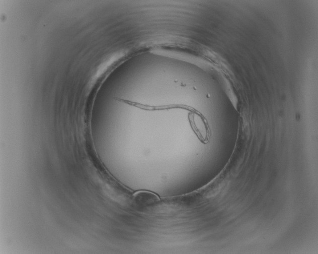 X0000076100578200610061709