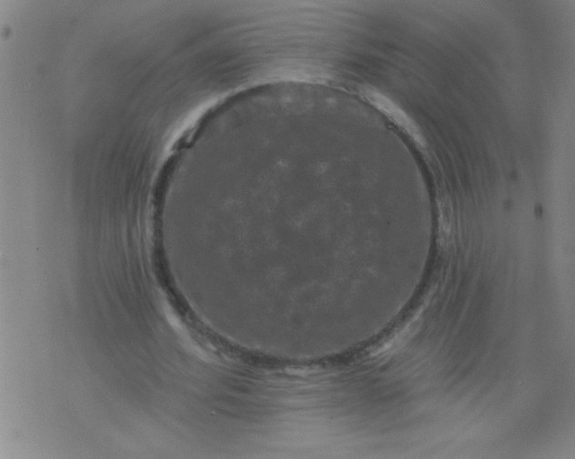 X0000076100580200610061709