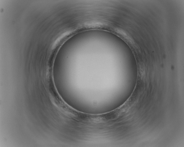 X0000076100583200610061709