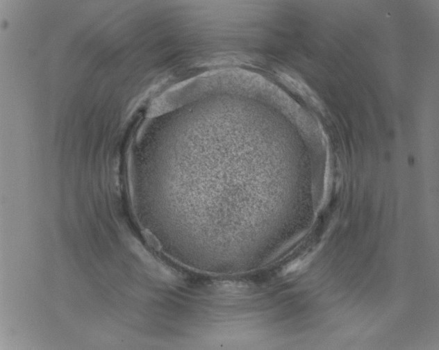 X0000076100585200610061709