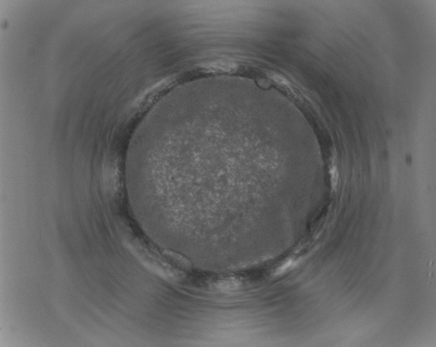 X0000076100600200610061708