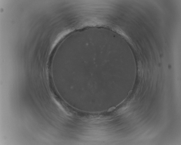 X0000076100626200610061707