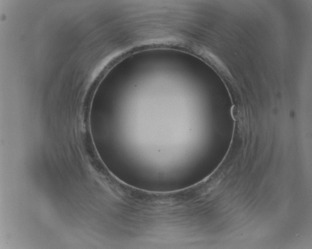 X0000076100628200610061707