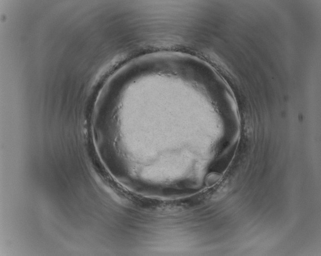 X0000076100634200610061707