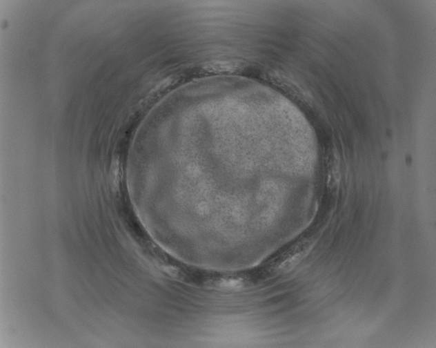 X0000076100647200610061708