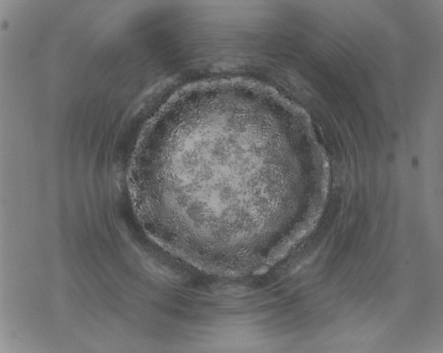 X0000076100648200610061708