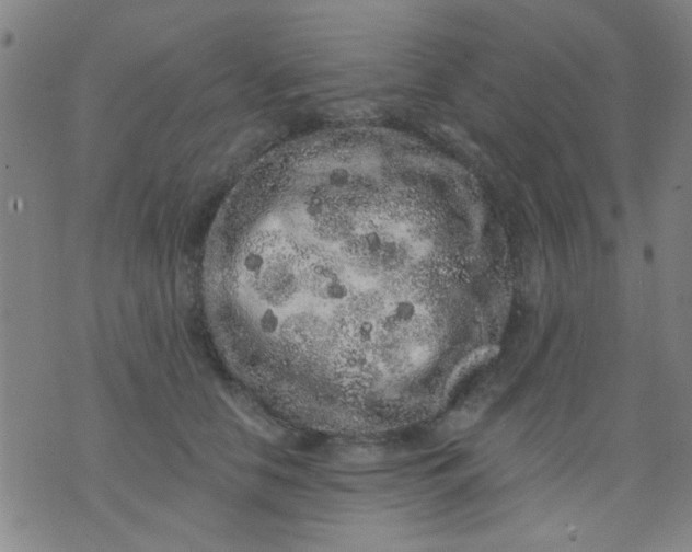 X0000076100658200610061708