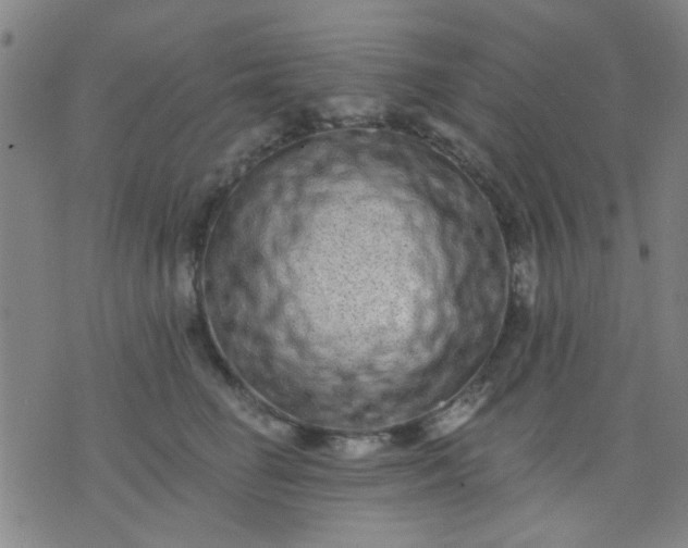 X0000076100662200610061708