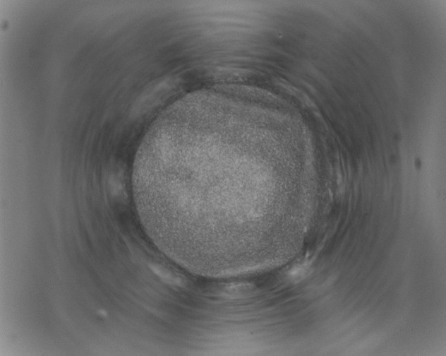 X0000076100663200610061708