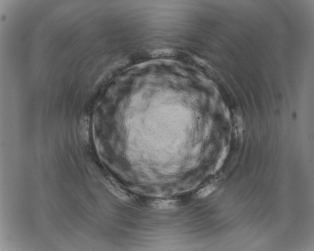 X0000076100664200610061708