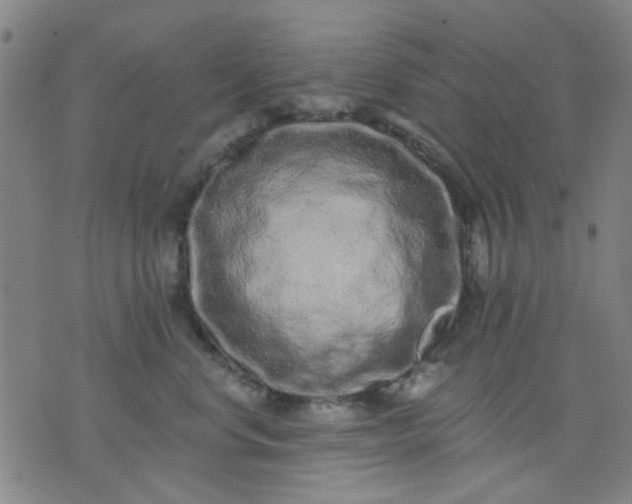 X0000076100668200610061708