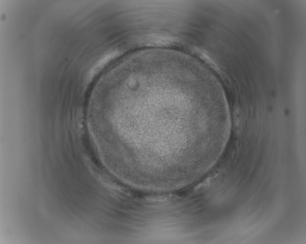 X0000076100679200610061707