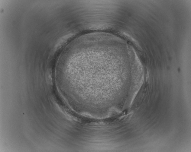 X0000076100688200610061707