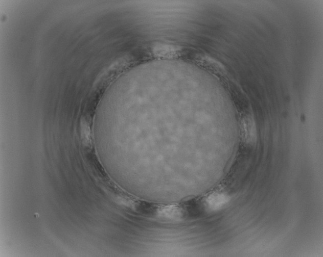 X0000076100705200610061707