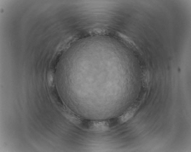 X0000076100709200610061707